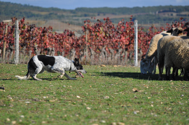 Photos chiens Border collie