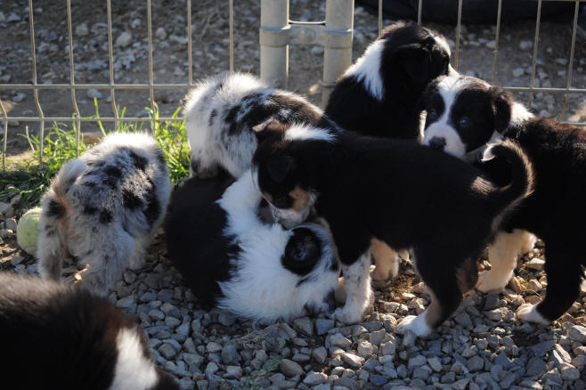 Annonces gratuites chiot border collie