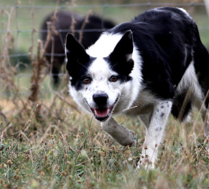 Elevage de Border collies