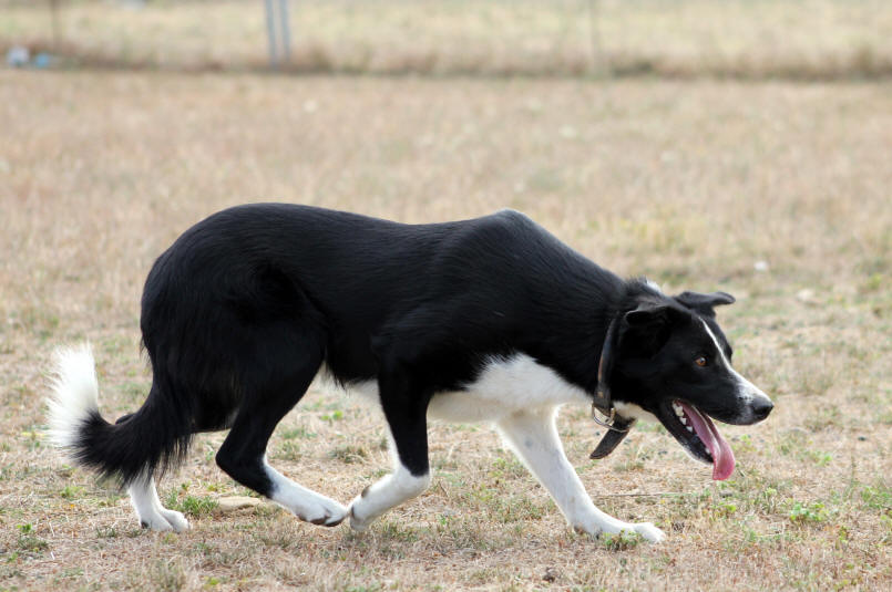 Border collie dans l'Ain. Fareins Border collie chez Antoine Namy.