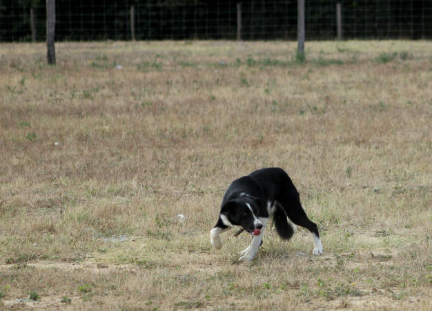 Border collie Belgique