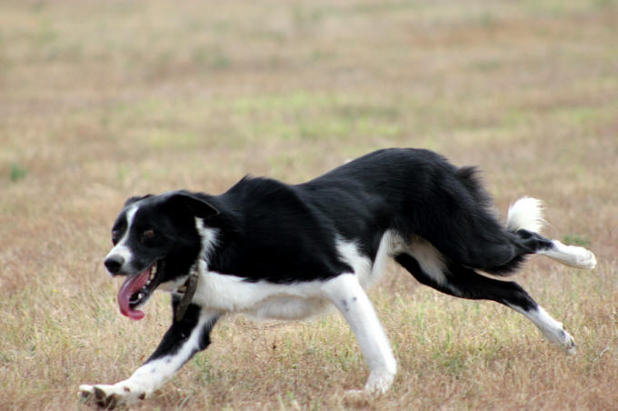 Image border collie