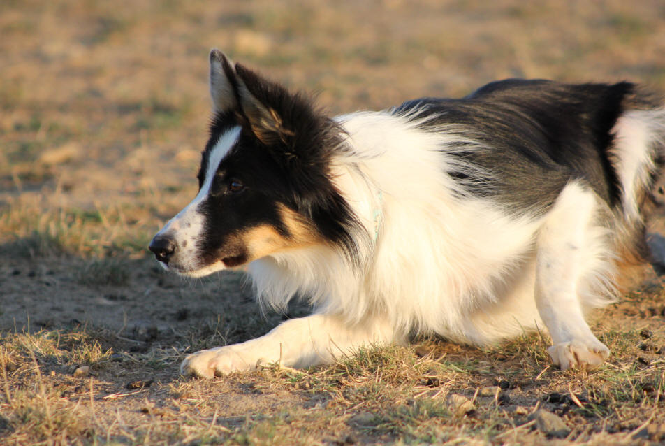 Border collie tricolore en action.