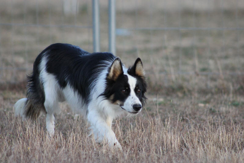 Stage de chiens Border collie sur moutons dans le Doubs.