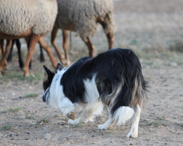 Border collie dans le Doubs.