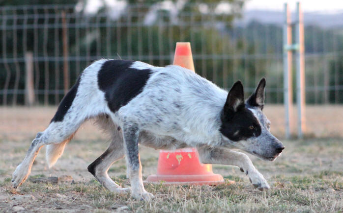 Border collie bleu merle