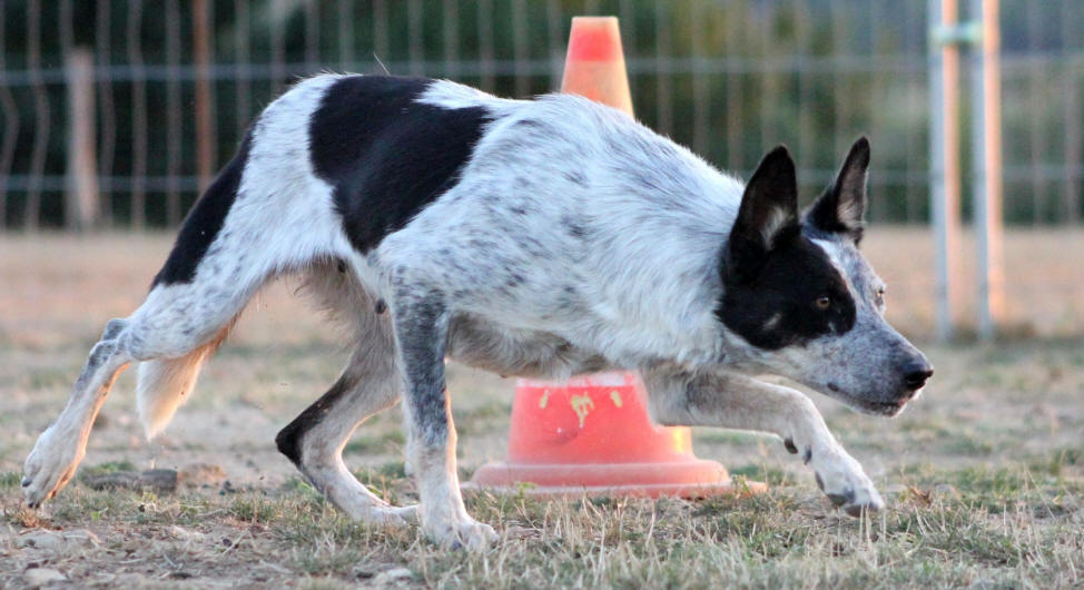 France Border collie. 