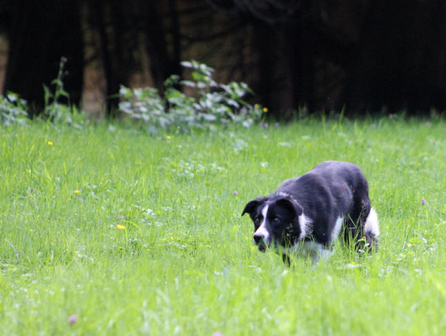 Border collie Isds dans l'ain