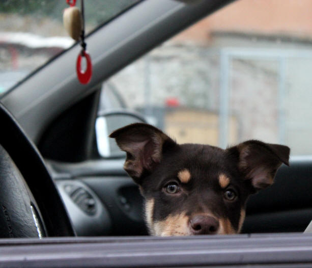 Border collie  Limoux dans l'Aude.