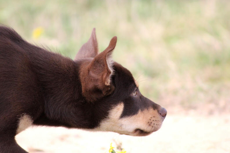 Chiot Kelpie working.