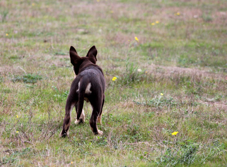 Kelpie dans l'Aude.