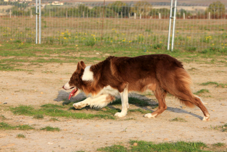 Image Border collie rouge.