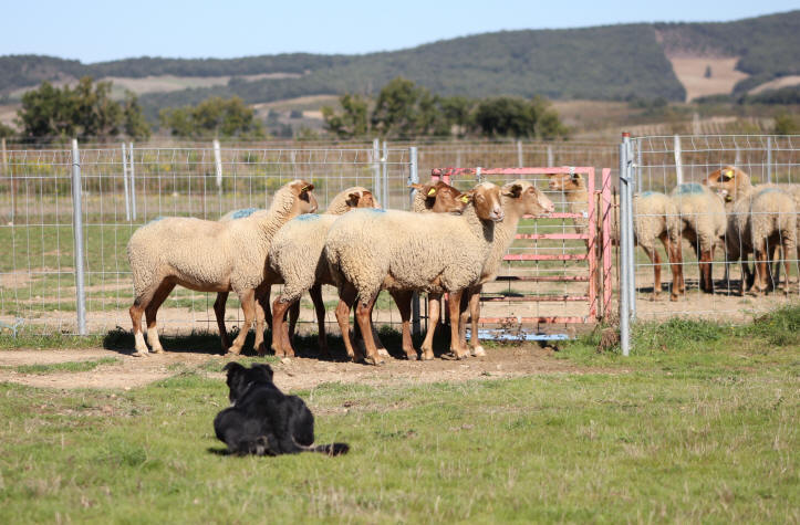 Caractre du Border collie