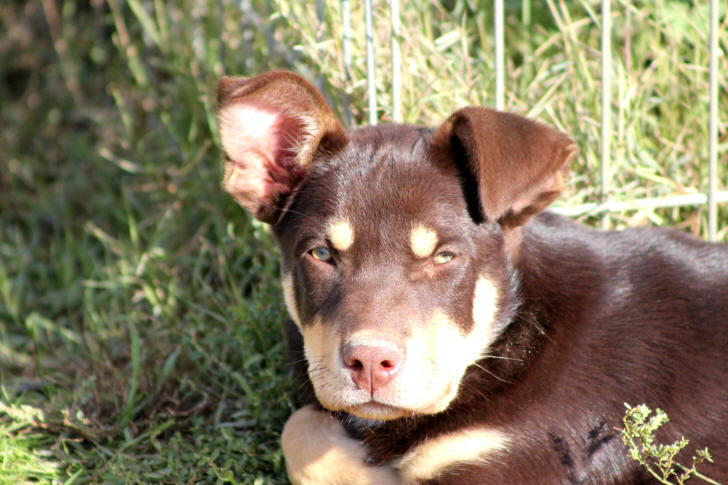 Chiot Kelpie working  vendre