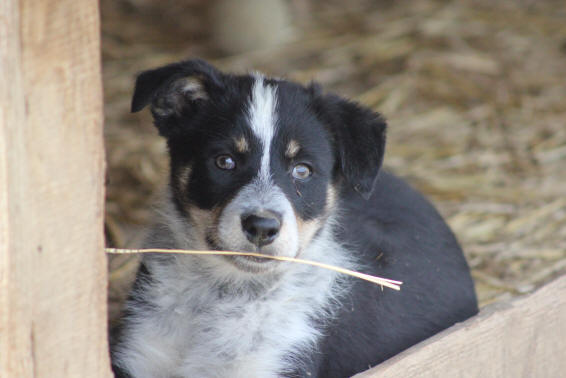 Malvis Border collie