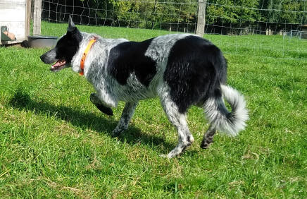 Border collie Belgique