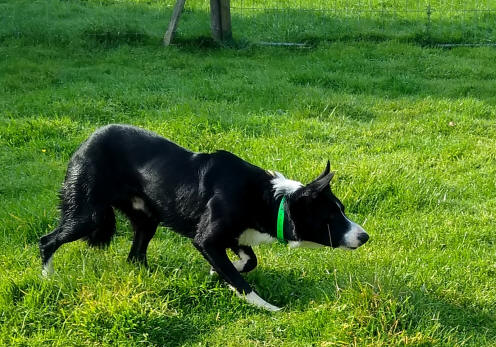 Border collie Belgique