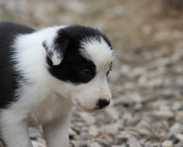 Border collie chiot image.