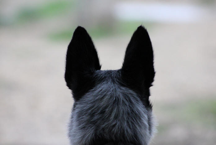 Image Border collie