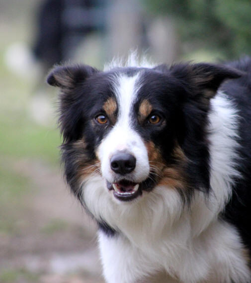 Image Border collie