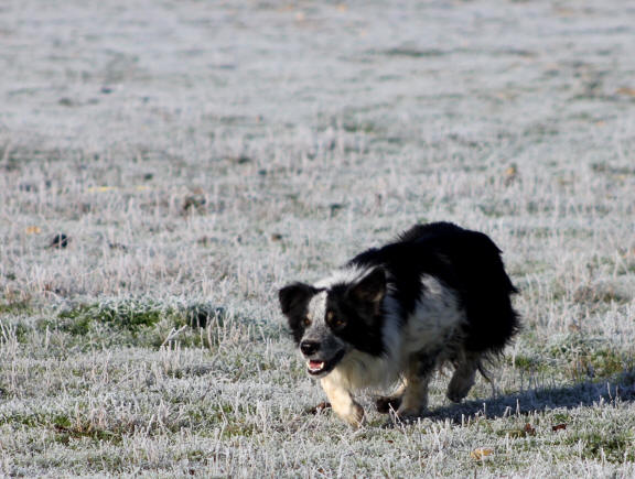 Border collie a vendre