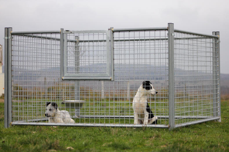 Chiot Border collie et chenil Levacher