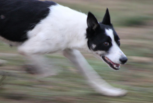 Border collie dress  vendre