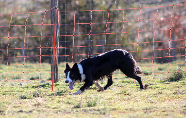 Border collie a vendre