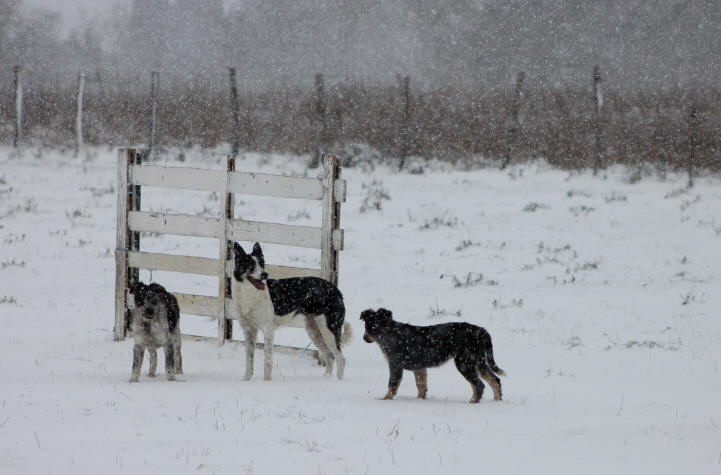 Image Border collie