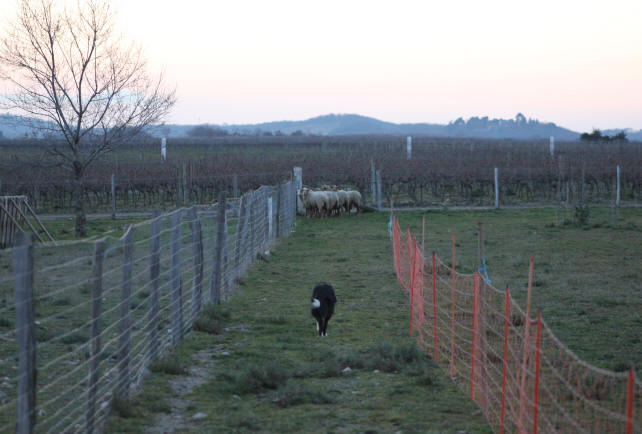 Border collie dress  vendre