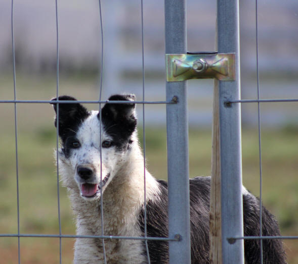 Border collie des terres de border