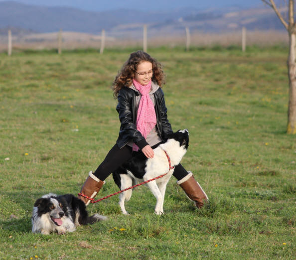 Le Border collie