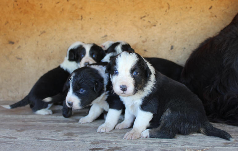 chiot border collie