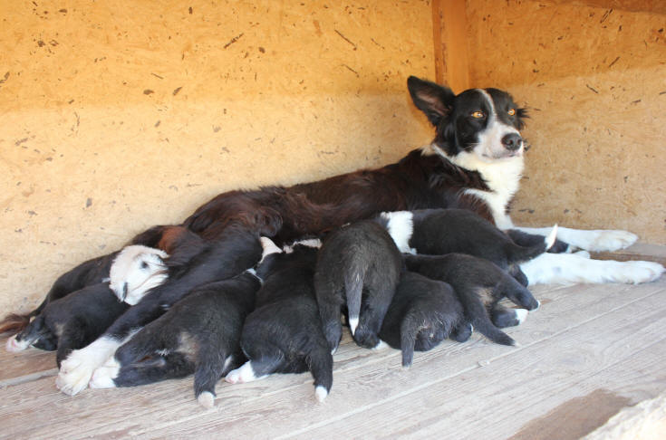 annonces border collie