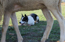 Border collie dress.