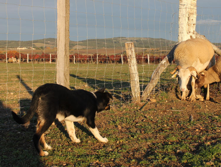 Elevage de Border collies dans l'Aude.