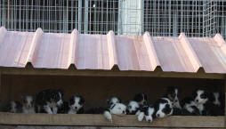 Chiot Border collie  vendre