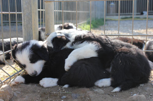 Vend Border collie