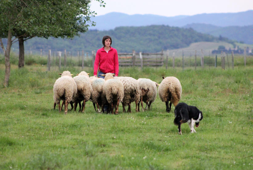 Dresser son Border collie