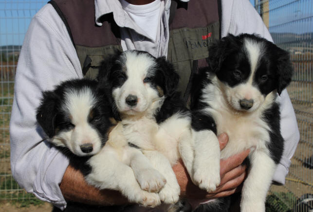 Chiot border collie a vendre