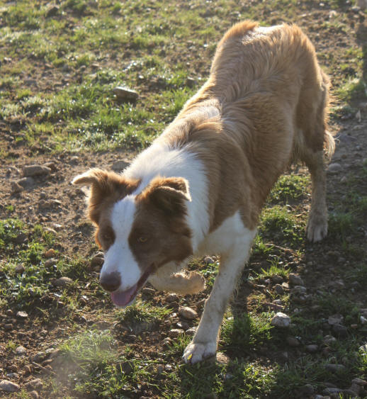 Border collie rouge