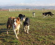 Annonces gratuites Border collie