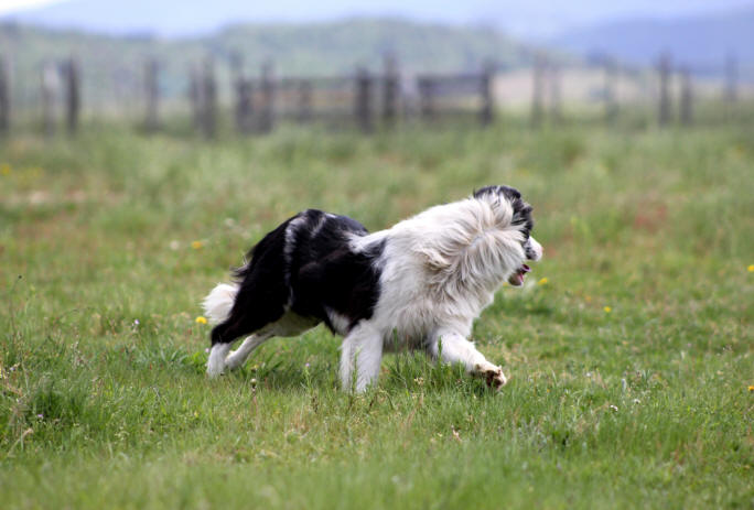 Border collie Bleu merle