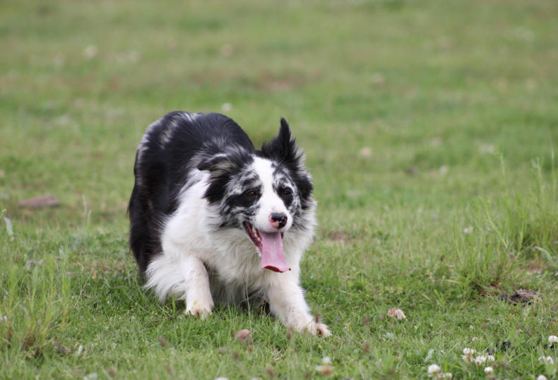 Border collie Bleu merle