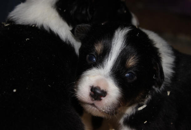 Border collie  donner