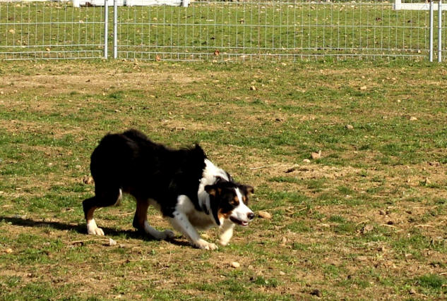 Image border collie