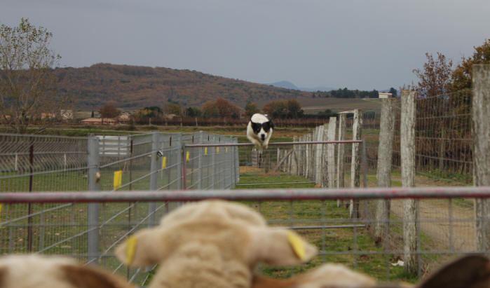 Border collie dressage