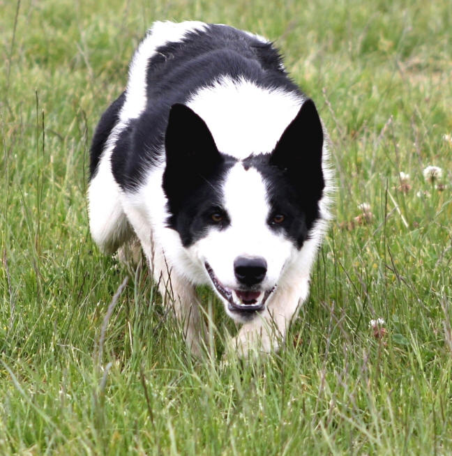 Border collie dress  vendre