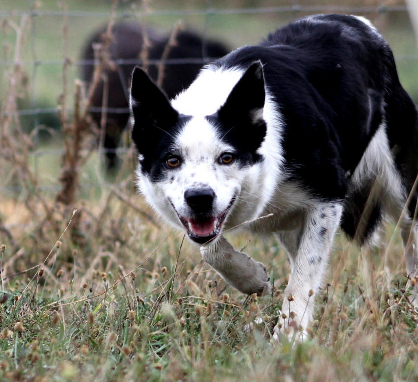 Border collie poil ras