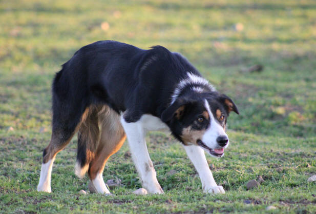 Photo Border collie